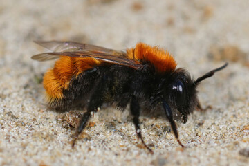 Closeup of a female Tawny mining bee, Andrena fulva on sandy soil 
