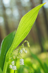 Lily of the valley bloomed in the forest in early summer
