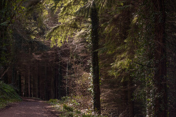 Obraz premium Forest in Ireland, Kilbroney Forest Park