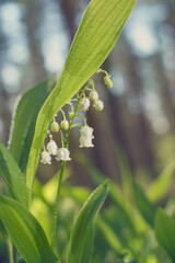 Obraz premium Beautiful white lily of the valley flower in the middle of the forest