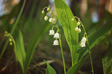 Cute flowers lilies of the valley in the forest in summer