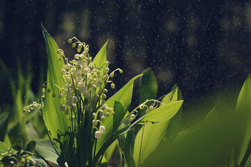 Bouquet of beautiful lilies of the valley with water droplets in a summer forest