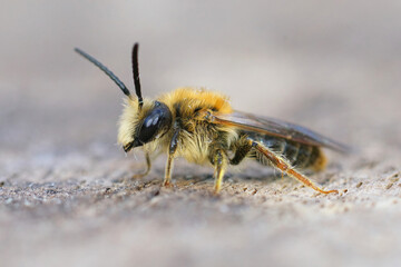 Lateral closeup of a male of the early or orange tailed mining bee, Andrena haemorrhoa