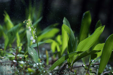Beautiful lily of the valley on the background of the forest and sky