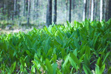 Glade with green leaves and small white flowers lilies of the valley
