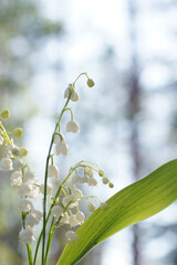 Beautiful white lily of the valley on the background of the forest and sky