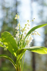 Obraz premium Beautiful bouquet of white lilies of the valley in the forest