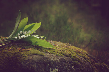 A small bouquet of lilies of the valley lies on a large stone in the forest