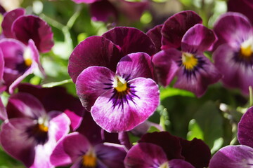 violets and their beautiful colors