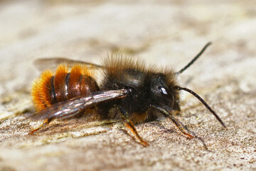 Closeup of the male of the horned orchard mason bee, Osmia cornuta on the bee-hotel in the garden