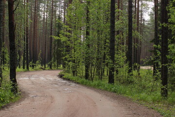 A winding dirt road in a pine forest in summer