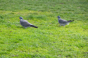 Ringeltauben (Columba palumbus)