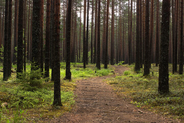 Walking path leading to the pine forest