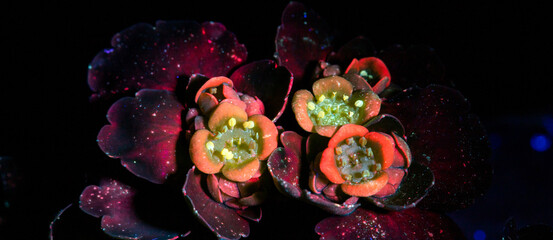 Obraz na płótnie Canvas red little flowers in ultraviolet light