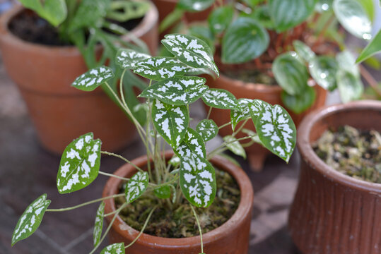 plant parent beauty tiny, caladium humboldtii mini white leaf