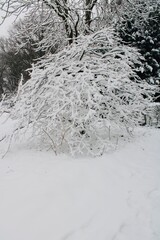 snow covered trees