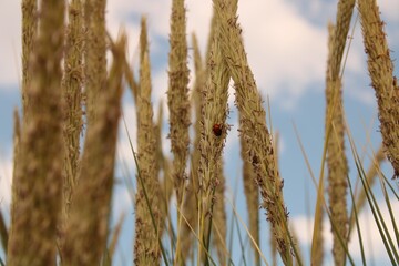 Fototapeta premium grass in the wind