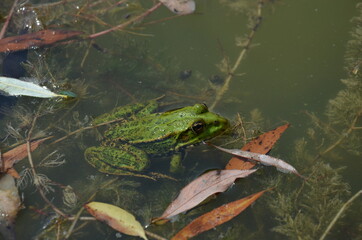 green frog in the lake, frog