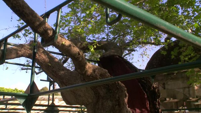The famous Plane tree of Hippocrates the father of Medicine where he taught his students under its shadow is located in Kos Greece