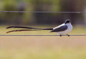 bird on a wire