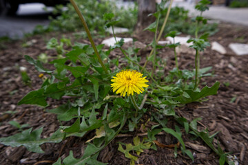 dandelion flower