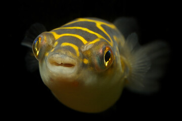 common aquarium fish, the figure 8 puffer or eyespot puffer (Dichotomyctere ocellatus) formerly:...
