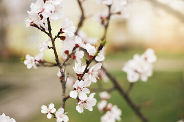 Fototapeta na wymiar Apricot Flower Blossom. Early spring background