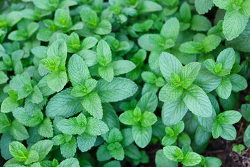 Fototapeta na wymiar Green mint leafs - fresh herbs background