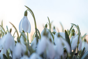 Beautiful white snowdrops flowers on the forest glade.