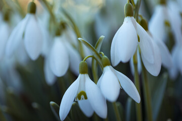 Beautiful white snowdrops flowers on the forest glade. Macro photo.