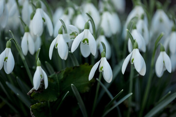 Beautiful white snowdrops flowers on the forest glade. Macro photo.