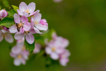 Obraz na płótnie Canvas Honey bee on apple tree blossom flowers. Macro close-up shot.