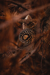 A close look at a Pinecone