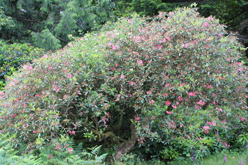 pink blooming rhododendron in  a park in southern ireland 