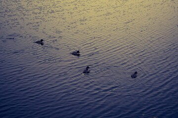 Miscellaneous Picture