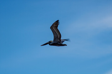 Brown pelican
