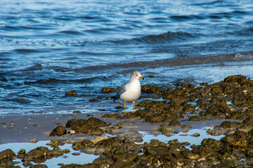 Laughing gull