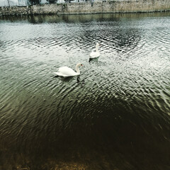 swan on the lake