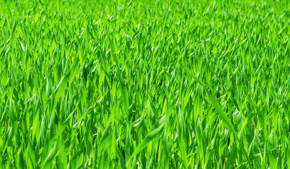 Perfect green background on fresh grass. Close-up of fresh dense grass