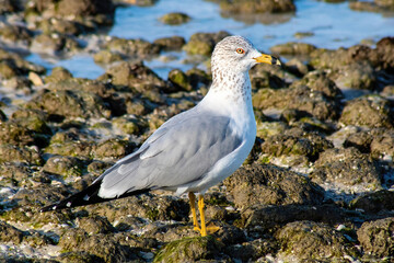 Laughing gull