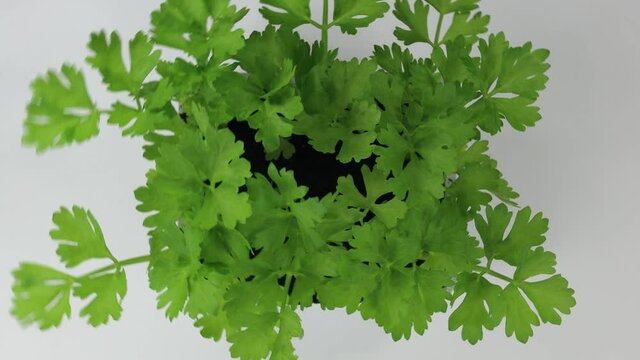 white celery seedlings ready for transplanting into