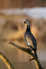 Great cormorant cleaning feathers