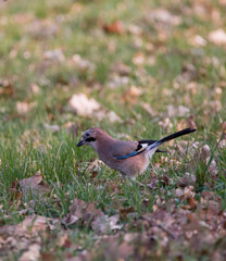 Jay foraging on grass