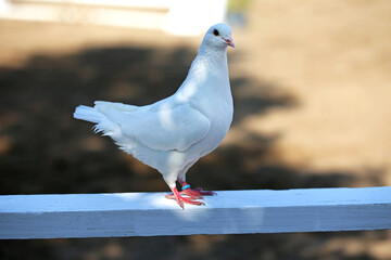 Close-up silhouette of a white dove
