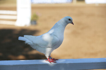 Close-up silhouette of a white dove