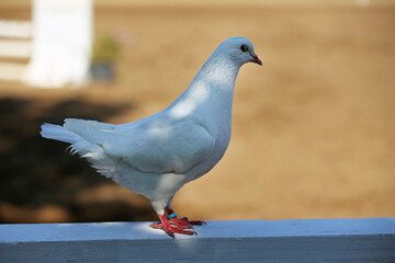 Close-up silhouette of a white dove