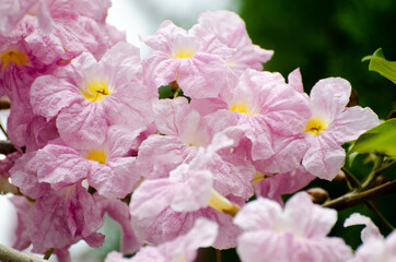 The blossom of Tacoma tree in Kuala Lumpur (Sakura of Malaysia)