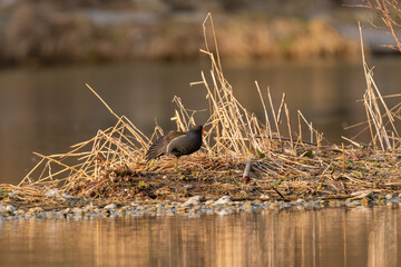 Common moorhen