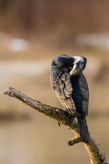 Great cormorant cleaning feathers
