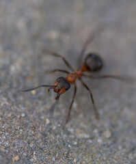 Ant macro